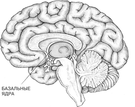 Иллюстрация к книге — Заблокированные нейроны  [i_029.jpg]
