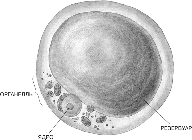 Иллюстрация к книге — Заблокированные нейроны  [i_052.jpg]