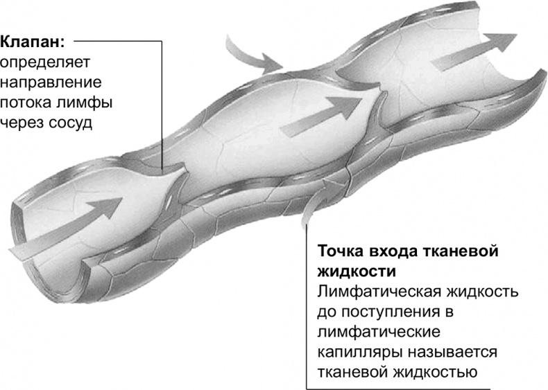Иллюстрация к книге — FreshLife28. Как начать новую жизнь в понедельник и не бросить во вторник [i_007.jpg]
