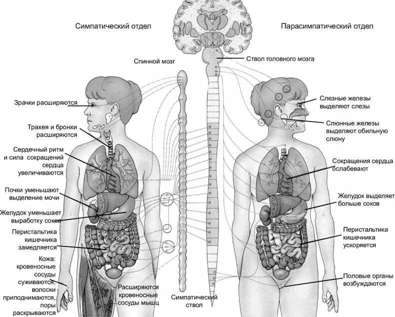 Иллюстрация к книге — FreshLife28. Как начать новую жизнь в понедельник и не бросить во вторник [i_012.jpg]