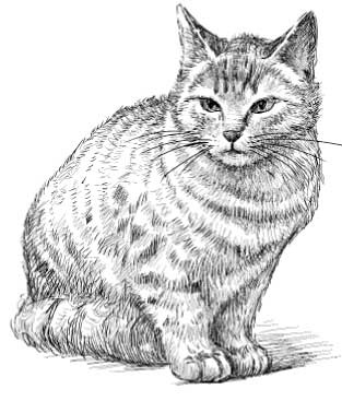 Иллюстрация к книге — Рыжий бродяга Тоби. Кот, подаривший утешение в самые трудные дни [i_001.jpg]