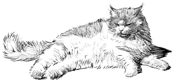 Иллюстрация к книге — Рыжий бродяга Тоби. Кот, подаривший утешение в самые трудные дни [i_004.jpg]