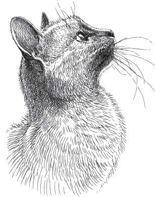 Иллюстрация к книге — Рыжий бродяга Тоби. Кот, подаривший утешение в самые трудные дни [i_006.jpg]