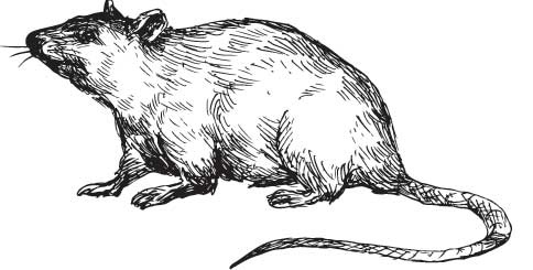 Иллюстрация к книге — Рыжий бродяга Тоби. Кот, подаривший утешение в самые трудные дни [i_008.jpg]