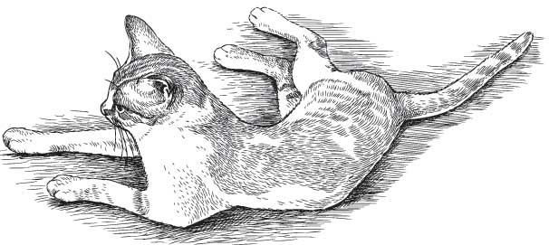 Иллюстрация к книге — Рыжий бродяга Тоби. Кот, подаривший утешение в самые трудные дни [i_010.jpg]