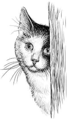 Иллюстрация к книге — Рыжий бродяга Тоби. Кот, подаривший утешение в самые трудные дни [i_013.jpg]