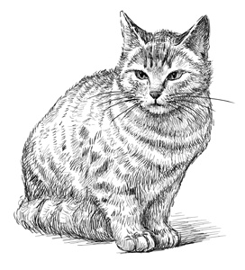 Иллюстрация к книге — Коты, вернувшие мне улыбку. История о счастье, книгах и всеобщих любимцах Бейкере и Тейлоре [i_007.jpg]