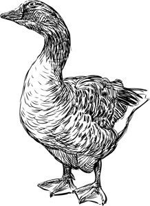 Иллюстрация к книге — Коты, вернувшие мне улыбку. История о счастье, книгах и всеобщих любимцах Бейкере и Тейлоре [i_020.jpg]