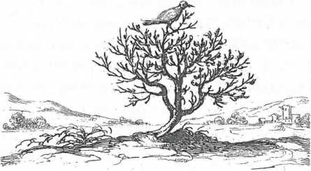 Иллюстрация к книге — Сказка сказок, или Забава для малых ребят [i_014.jpg]