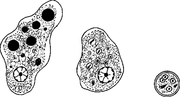 Иллюстрация к книге — Опасные соседи. Как распознать паразитов, не впасть в панику и свести вред для организма к минимуму [i_001.jpg]