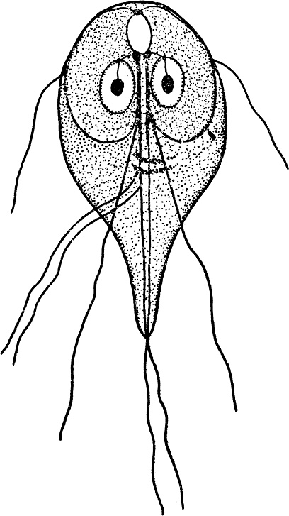 Иллюстрация к книге — Опасные соседи. Как распознать паразитов, не впасть в панику и свести вред для организма к минимуму [i_002.jpg]