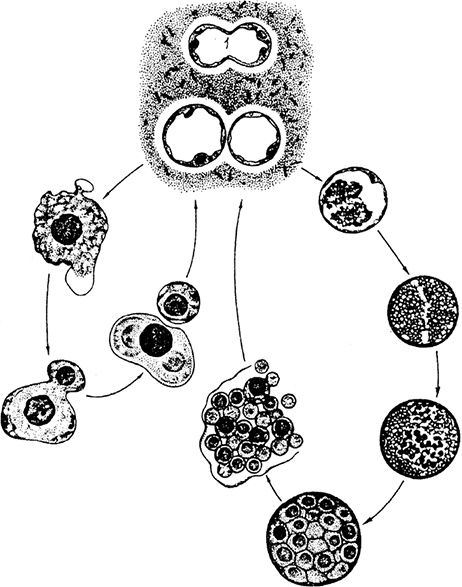 Иллюстрация к книге — Опасные соседи. Как распознать паразитов, не впасть в панику и свести вред для организма к минимуму [i_003.jpg]