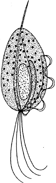 Иллюстрация к книге — Опасные соседи. Как распознать паразитов, не впасть в панику и свести вред для организма к минимуму [i_005.jpg]