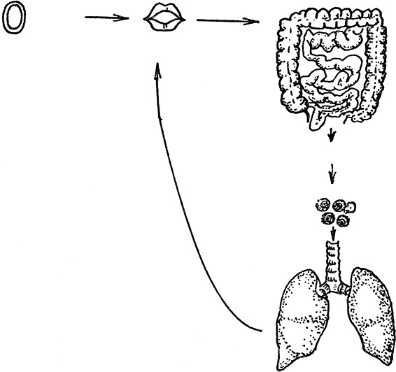 Иллюстрация к книге — Опасные соседи. Как распознать паразитов, не впасть в панику и свести вред для организма к минимуму [i_009.jpg]