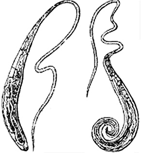 Иллюстрация к книге — Опасные соседи. Как распознать паразитов, не впасть в панику и свести вред для организма к минимуму [i_010.jpg]