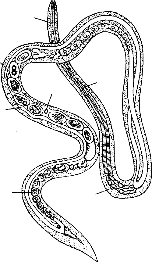 Иллюстрация к книге — Опасные соседи. Как распознать паразитов, не впасть в панику и свести вред для организма к минимуму [i_012.jpg]