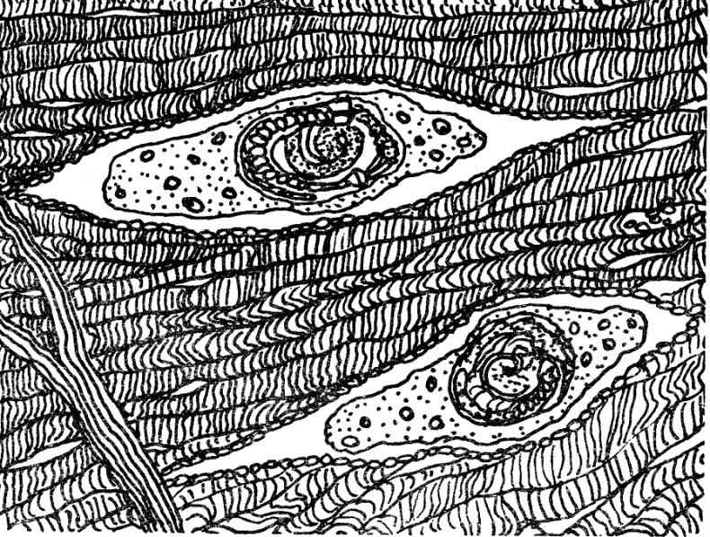 Иллюстрация к книге — Опасные соседи. Как распознать паразитов, не впасть в панику и свести вред для организма к минимуму [i_013.jpg]