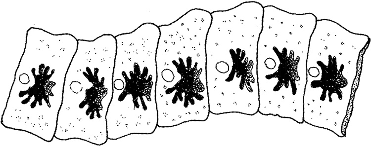 Иллюстрация к книге — Опасные соседи. Как распознать паразитов, не впасть в панику и свести вред для организма к минимуму [i_016.jpg]