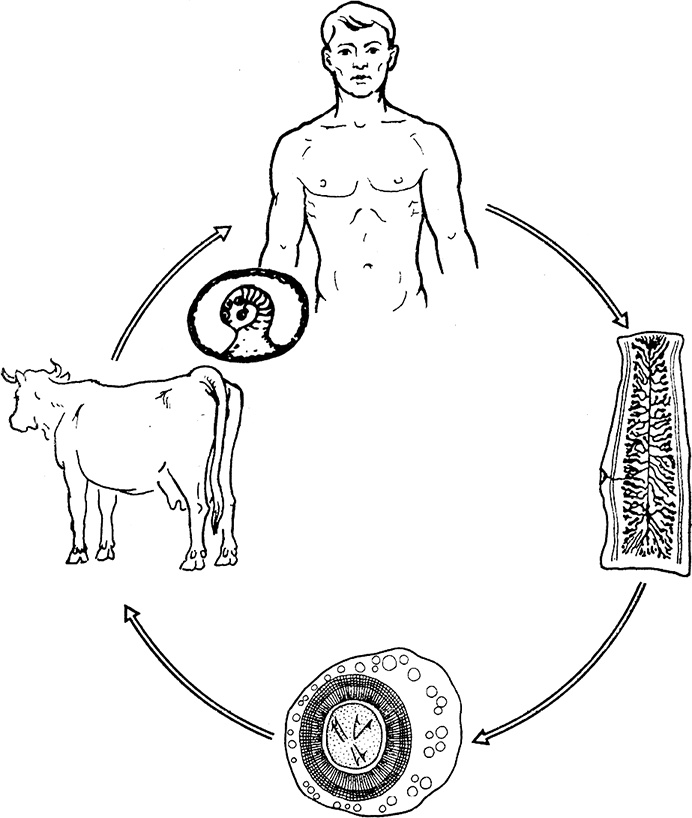 Иллюстрация к книге — Опасные соседи. Как распознать паразитов, не впасть в панику и свести вред для организма к минимуму [i_017.jpg]