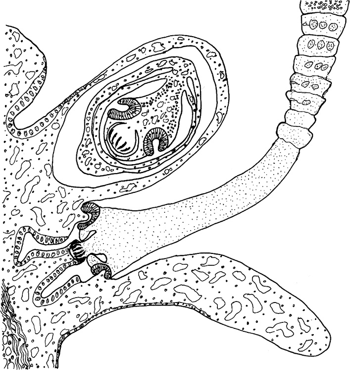 Иллюстрация к книге — Опасные соседи. Как распознать паразитов, не впасть в панику и свести вред для организма к минимуму [i_019.jpg]