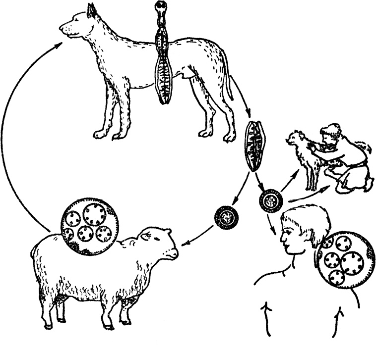 Иллюстрация к книге — Опасные соседи. Как распознать паразитов, не впасть в панику и свести вред для организма к минимуму [i_021.jpg]