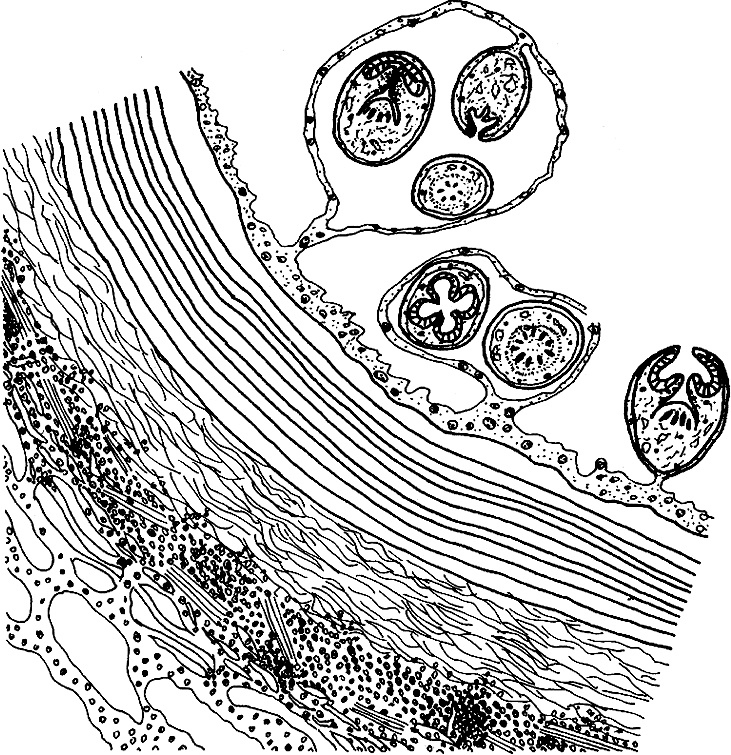 Иллюстрация к книге — Опасные соседи. Как распознать паразитов, не впасть в панику и свести вред для организма к минимуму [i_022.jpg]