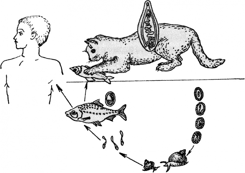Иллюстрация к книге — Опасные соседи. Как распознать паразитов, не впасть в панику и свести вред для организма к минимуму [i_025.jpg]