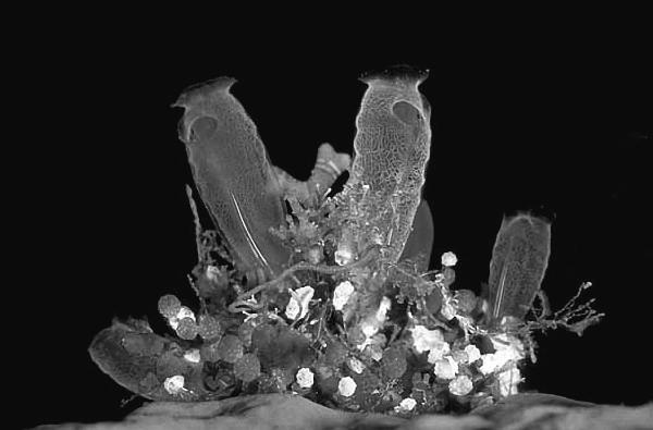 Иллюстрация к книге — Научные сказки периодической таблицы. Занимательная история химических элементов от мышьяка до цинка [i_051.jpg]