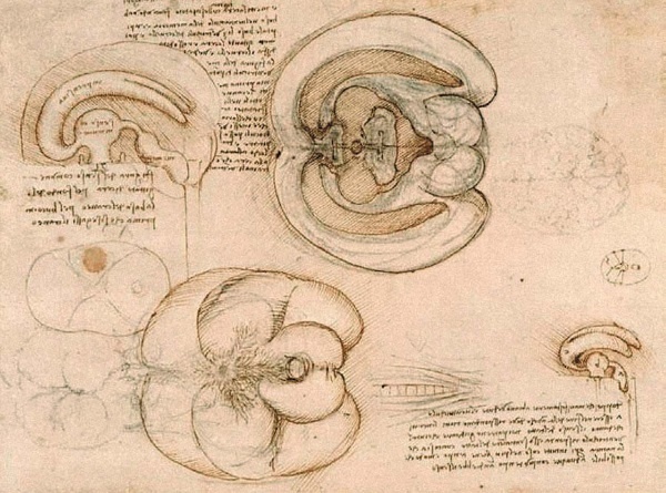 Иллюстрация к книге — Леонардо да Винчи [i_148.jpg]