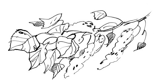 Иллюстрация к книге — Трудное время для попугаев [i_024.jpg]