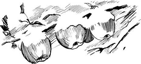 Иллюстрация к книге — Трудное время для попугаев [i_038.jpg]