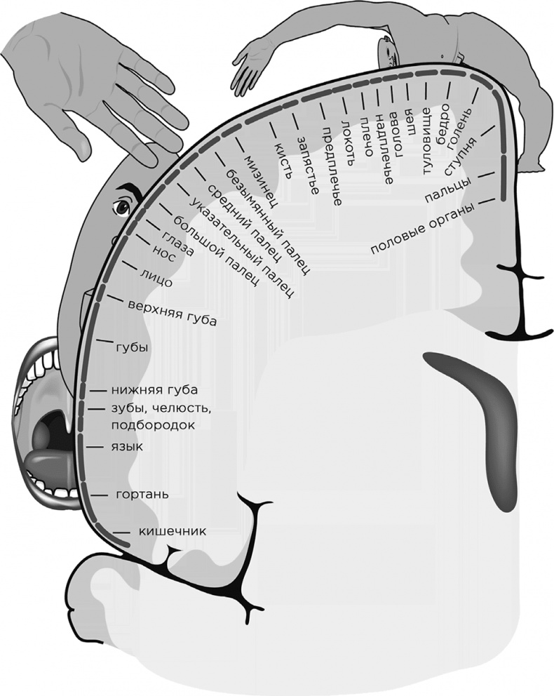 Иллюстрация к книге — Забывчивость - мое второе ... что-то там. Как вернуть то, что постоянно вылетает из головы [i_003.jpg]