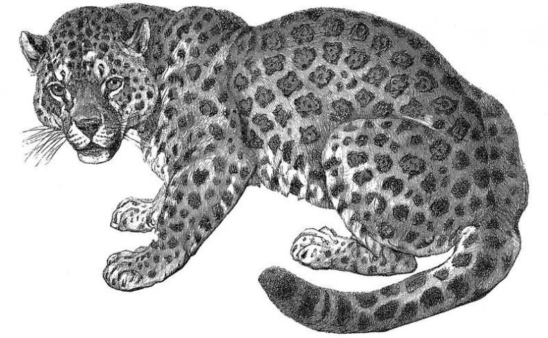 Иллюстрация к книге — Таинственный мир кошек. Мифология, история и наука о сверхъестественных способностях самого независимого домашнего питомца [i_016.jpg]