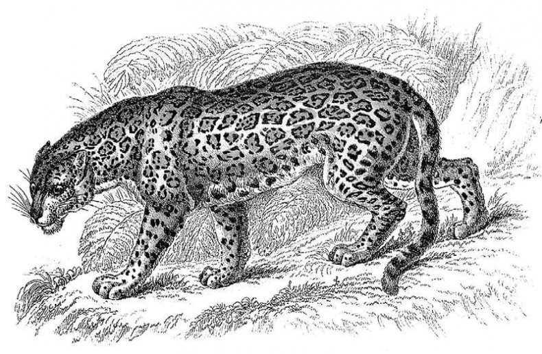 Иллюстрация к книге — Таинственный мир кошек. Мифология, история и наука о сверхъестественных способностях самого независимого домашнего питомца [i_017.jpg]