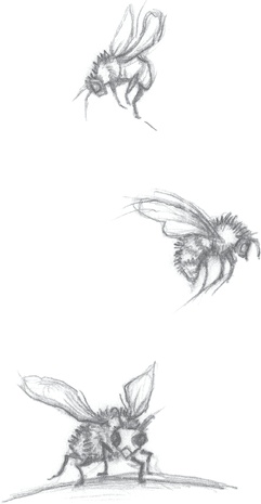 Иллюстрация к книге — Где-то там гиппопотам  [i_035.jpg]