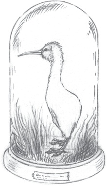 Иллюстрация к книге — Где-то там гиппопотам  [i_043.jpg]