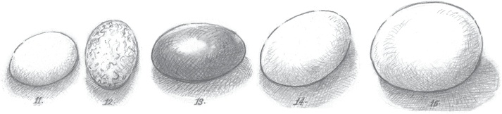 Иллюстрация к книге — Где-то там гиппопотам  [i_047.jpg]