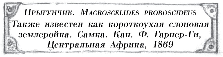 Иллюстрация к книге — Где-то там гиппопотам  [i_060.jpg]