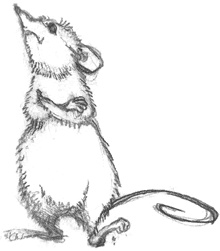 Иллюстрация к книге — Где-то там гиппопотам  [i_064.jpg]