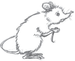 Иллюстрация к книге — Где-то там гиппопотам  [i_065.jpg]