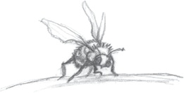 Иллюстрация к книге — Где-то там гиппопотам  [i_082.jpg]