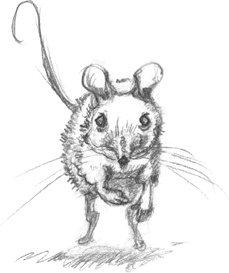 Иллюстрация к книге — Где-то там гиппопотам  [i_101.jpg]