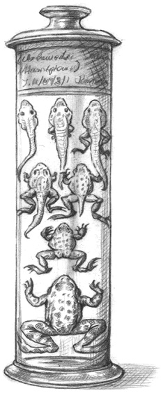 Иллюстрация к книге — Где-то там гиппопотам  [i_121.jpg]