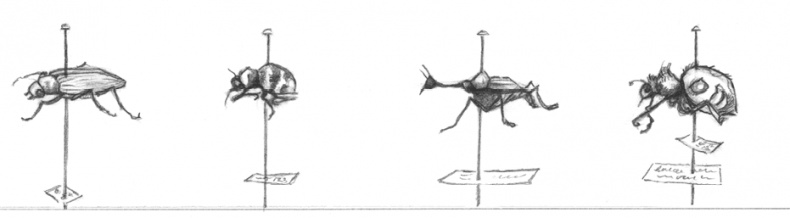Иллюстрация к книге — Где-то там гиппопотам  [i_134.jpg]