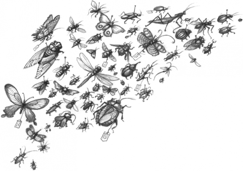 Иллюстрация к книге — Где-то там гиппопотам  [i_186.jpg]