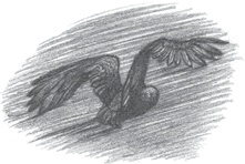 Иллюстрация к книге — Где-то там гиппопотам  [i_211.jpg]