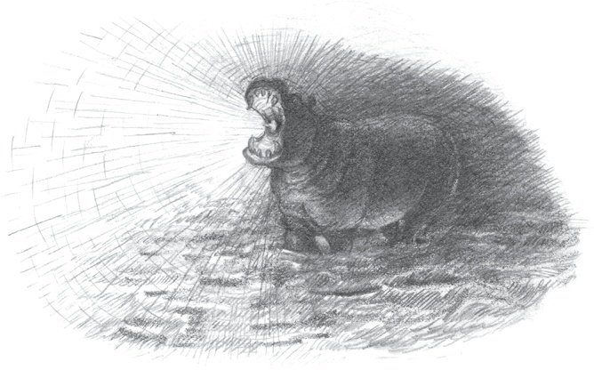 Иллюстрация к книге — Где-то там гиппопотам  [i_222.jpg]