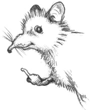 Иллюстрация к книге — Где-то там гиппопотам  [i_243.jpg]