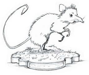 Иллюстрация к книге — Где-то там гиппопотам  [i_245.jpg]