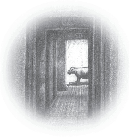 Иллюстрация к книге — Где-то там гиппопотам  [i_251.jpg]